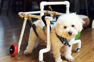 Illustration de l'article : Un petsitter au grand cœur change la vie d’un chien condamné à ne jamais marcher (vidéo)