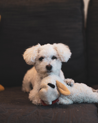 Illustration de l'article : Un petsitter au grand cœur change la vie d’un chien condamné à ne jamais marcher (vidéo)
