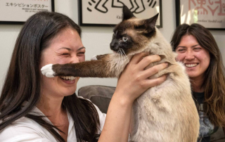 Illustration de l'article : Au bout de 2 ans, la mystérieuse disparition d'un chat connaît un dénouement inespéré