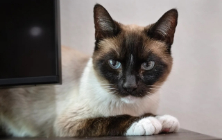Illustration de l'article : Au bout de 2 ans, la mystérieuse disparition d'un chat connaît un dénouement inespéré