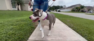 Illustration de l'article : La famille d'une Pitbull disparue 5 ans plus tôt lors d'un accident n'espérait plus la retrouver jusqu'à ce coup de théâtre