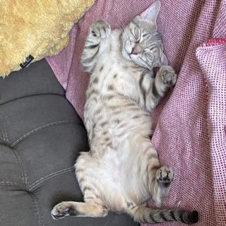 Illustration de l'article : Après une dernière portée, une chatte tire un trait sur l'errance et la maternité pour commencer une nouvelle vie