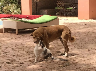 Illustration de l'article : Au refuge, des chats au grand cœur offrent réconfort et tendresse à un chien malade et malvoyant