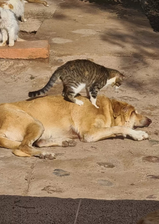 Illustration de l'article : Au refuge, des chats au grand cœur offrent réconfort et tendresse à un chien malade et malvoyant