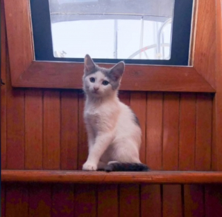 Illustration de l'article : Un chat défie les stéréotypes et devient un véritable aventurier des mers (vidéo)