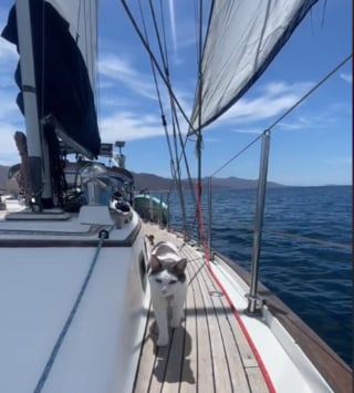Illustration de l'article : Un chat défie les stéréotypes et devient un véritable aventurier des mers (vidéo)