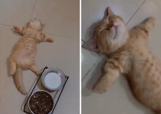 Illustration de l'article : 20 photos de chats au comportement insolite qui nous plongent dans leur univers décalé
