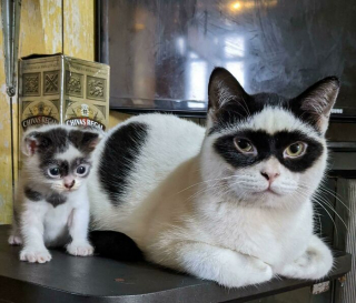 Illustration de l'article : 20 photos de chats au comportement insolite qui nous plongent dans leur univers décalé