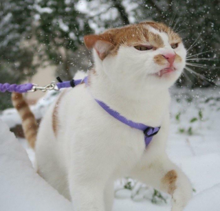 Illustration de l'article : 20 photos de chats au comportement insolite qui nous plongent dans leur univers décalé