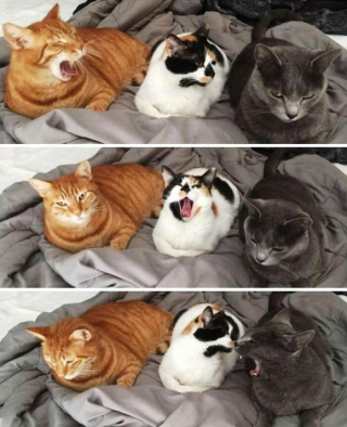 Illustration de l'article : 20 photos de chats au comportement insolite qui nous plongent dans leur univers décalé