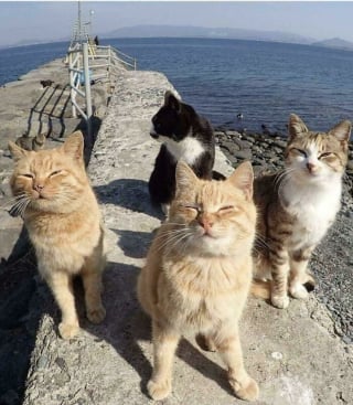 Illustration de l'article : 20 photos de chats au comportement insolite qui nous plongent dans leur univers décalé