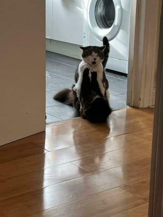 Illustration de l'article : 20 photos de chats au comportement insolite qui nous plongent dans leur univers décalé