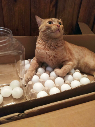 Illustration de l'article : 20 photos de chats au comportement insolite qui nous plongent dans leur univers décalé