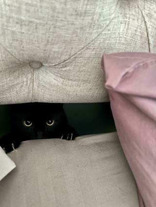Illustration de l'article : 20 photos de chats au comportement insolite qui nous plongent dans leur univers décalé