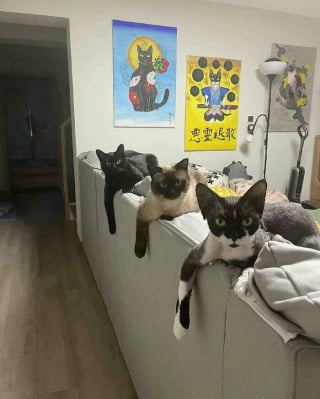 Illustration de l'article : 20 photos de chats au comportement insolite qui nous plongent dans leur univers décalé