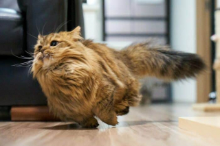 Illustration de l'article : 20 photos de chats au comportement insolite qui nous plongent dans leur univers décalé
