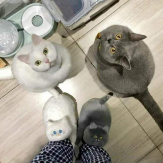 Illustration de l'article : 20 photos de chats au comportement insolite qui nous plongent dans leur univers décalé