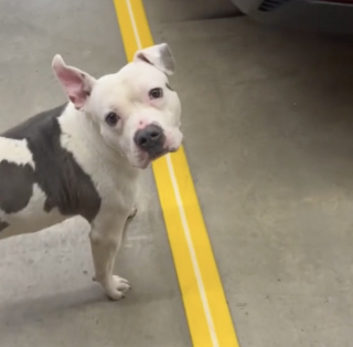 Illustration de l'article : Un Pitbull abandonné trouve refuge et affection dans une caserne de pompiers (vidéo)