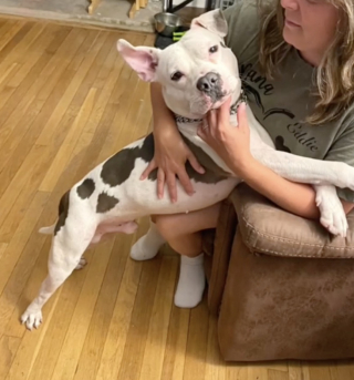 Illustration de l'article : Un Pitbull abandonné trouve refuge et affection dans une caserne de pompiers (vidéo)