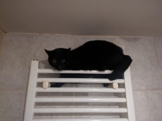Illustration de l'article : Une chatte perdue effectue un mystérieux périple de 200 kilomètres pendant 2 mois