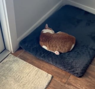 Illustration de l'article : Un chat fait sensation avec ses positions de sommeil hilarantes (vidéo)
