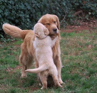 Illustration de l'article : 17 photos prouvant que les chiens incarnent l'amour avec un grand A