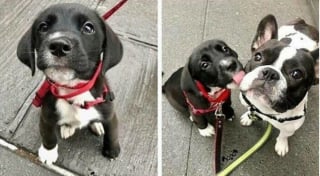 Illustration de l'article : 17 photos prouvant que les chiens incarnent l'amour avec un grand A