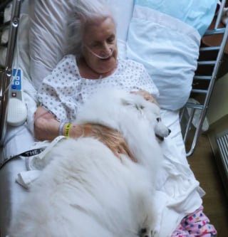 Illustration de l'article : 17 photos prouvant que les chiens incarnent l'amour avec un grand A