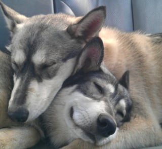 Illustration de l'article : 17 photos prouvant que les chiens incarnent l'amour avec un grand A