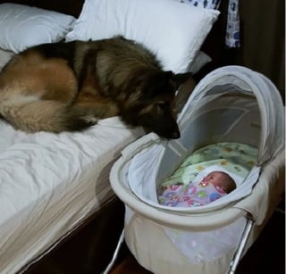 Illustration de l'article : 17 photos prouvant que les chiens incarnent l'amour avec un grand A