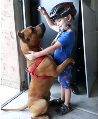 Illustration de l'article : 17 photos prouvant que les chiens incarnent l'amour avec un grand A