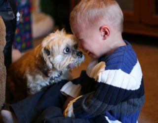 Illustration de l'article : 17 photos prouvant que les chiens incarnent l'amour avec un grand A