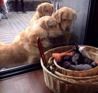 Illustration de l'article : 17 photos prouvant que les chiens incarnent l'amour avec un grand A