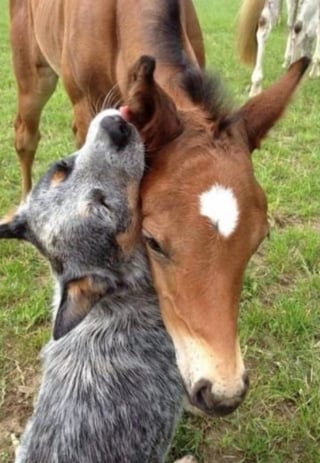 Illustration de l'article : 17 photos prouvant que les chiens incarnent l'amour avec un grand A
