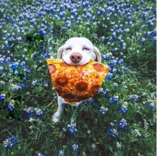 Illustration de l'article : 17 photos prouvant que les chiens incarnent l'amour avec un grand A