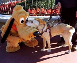 Illustration de l'article : 17 photos prouvant que les chiens incarnent l'amour avec un grand A