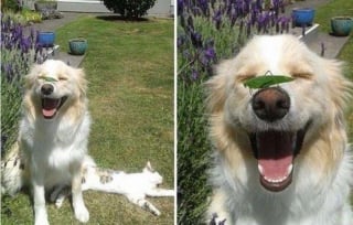 Illustration de l'article : 17 photos prouvant que les chiens incarnent l'amour avec un grand A