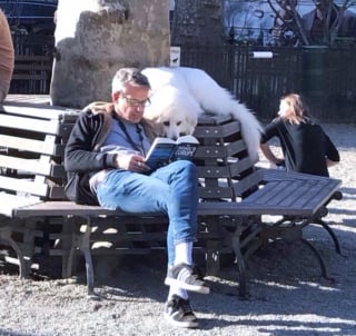 Illustration de l'article : 17 photos prouvant que les chiens incarnent l'amour avec un grand A