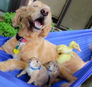 Illustration de l'article : 17 photos prouvant que les chiens incarnent l'amour avec un grand A