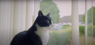 Illustration de l'article : Le rôle crucial d'un chat dans la vie de sa maîtresse malentendante lui vaut une prestigieuse récompense