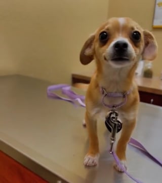 Illustration de l'article : Une femme rachète un chiot constamment attaché à une voiture pour lui offrir une plus belle vie (vidéo)