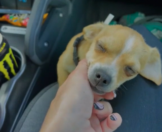 Illustration de l'article : Une femme rachète un chiot constamment attaché à une voiture pour lui offrir une plus belle vie (vidéo)