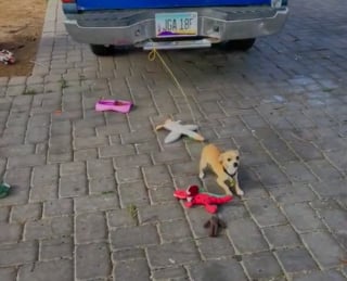 Illustration de l'article : Une femme rachète un chiot constamment attaché à une voiture pour lui offrir une plus belle vie (vidéo)