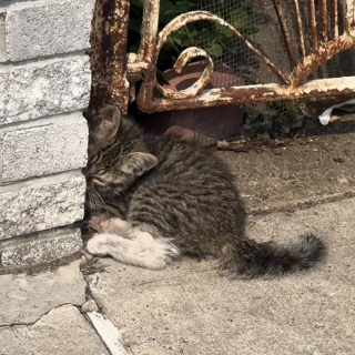 Illustration de l'article : Un chaton errant blessé à la patte passe de la résignation à l'espoir grâce à des âmes bienveillantes