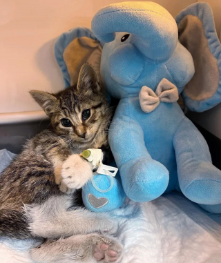 Illustration de l'article : Un chaton errant blessé à la patte passe de la résignation à l'espoir grâce à des âmes bienveillantes