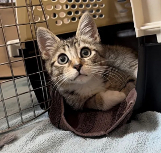 Illustration de l'article : Un chaton errant blessé à la patte passe de la résignation à l'espoir grâce à des âmes bienveillantes