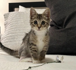 Illustration de l'article : Un chaton errant blessé à la patte passe de la résignation à l'espoir grâce à des âmes bienveillantes