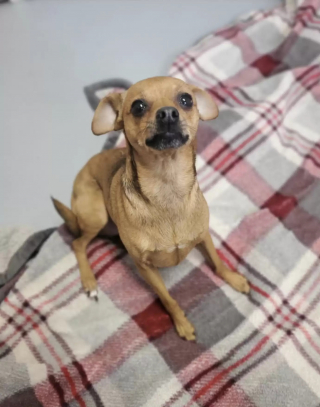 Illustration de l'article : Le destin touchant d'un chien découvert dans un sac accroché à une poignée de porte