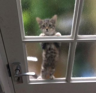 Illustration de l'article : 19 photos capturant la magie féline et le lien unique existant entre chats et humains