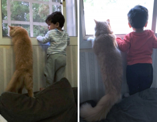 Illustration de l'article : 19 photos capturant la magie féline et le lien unique existant entre chats et humains